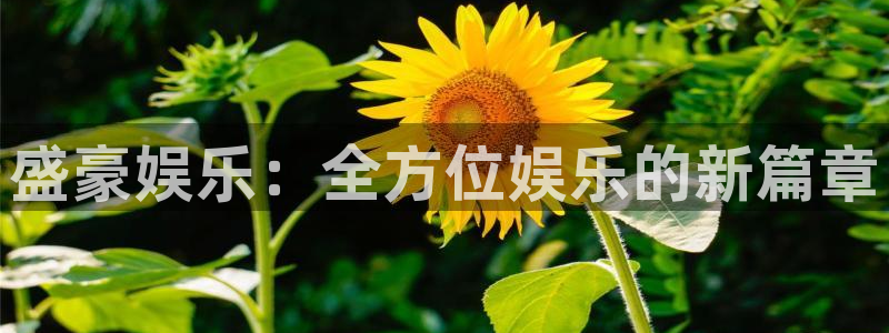 糖果派对电脑版网站